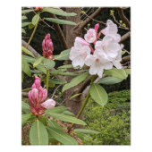 Impression Photo Rhododendron rose fleurit (Devant)