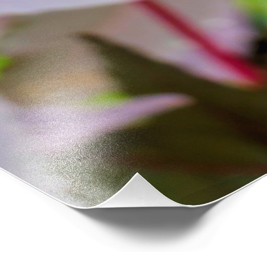 Impression Photo Ricinus communis (Coin)