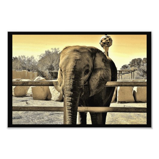 Impression Photo Riyadh Zoo Elephant (Devant)