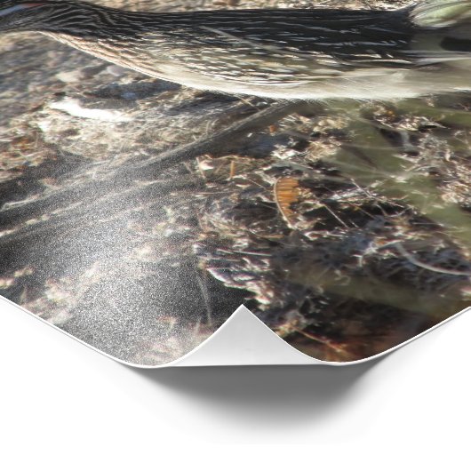 Impression Photo Roadrunner (Coin)