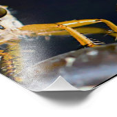 Impression Photo Robber Flies - Efferia albibarbis (Coin)