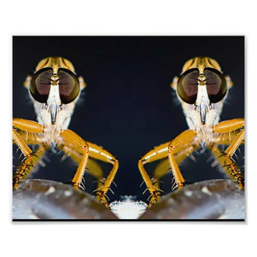 Impression Photo Robber Flies - Efferia albibarbis (Devant)
