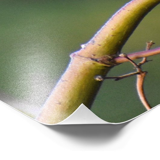 Impression Photo Robin (Coin)