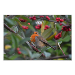 Impression Photo Robin