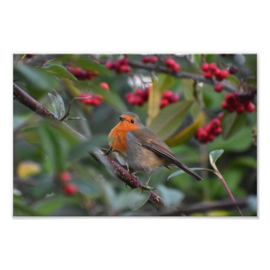 Impression Photo Robin (Devant)