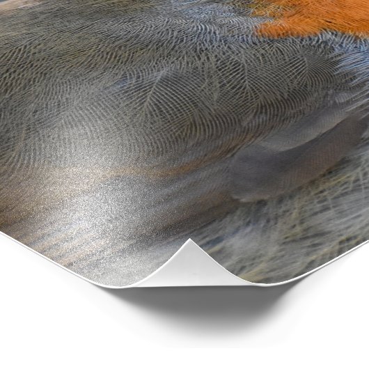 Impression Photo Robin (Coin)