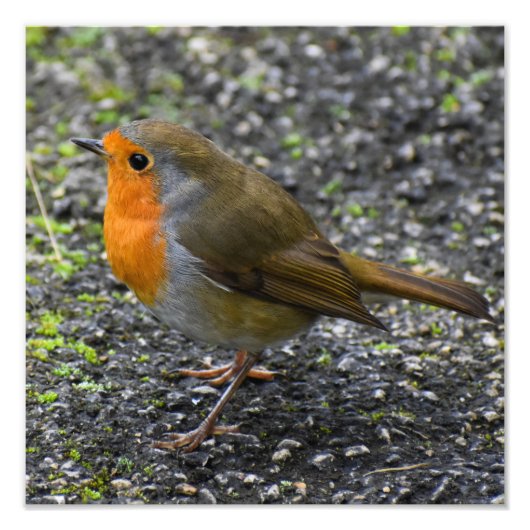 Impression Photo Robin (Devant)
