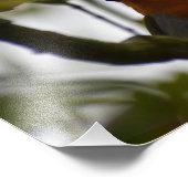 Impression Photo Robin (Coin)