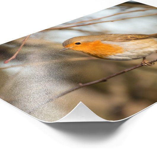 Impression Photo Robin (Coin)