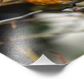 Impression Photo Robin (Coin)