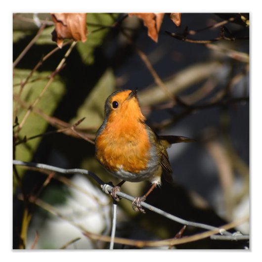 Impression Photo Robin (Devant)