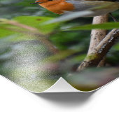 Impression Photo Robin (Coin)