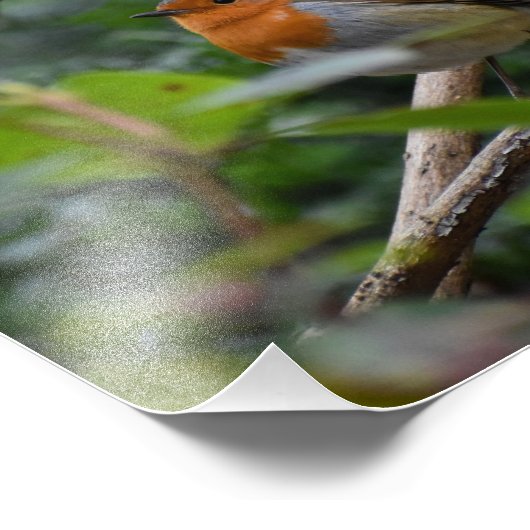 Impression Photo Robin (Coin)