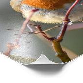 Impression Photo Robin (Coin)
