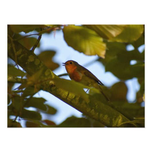 Impression Photo Robin (Devant)
