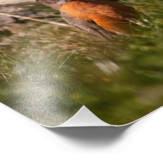 Impression Photo Robin américain (Coin)