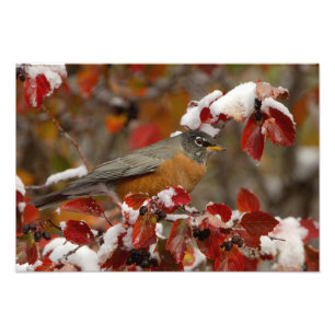 Impression Photo Robin américain masculin à Hawthorn noir