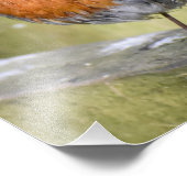 Impression Photo Robin Perché Sur Une clôture (Coin)