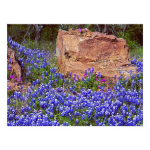 Impression Photo Roche #2 de Bluebonnet