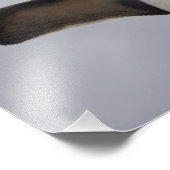 Impression Photo Rockhopper Penguin Eudyptes chrysocome (Coin)