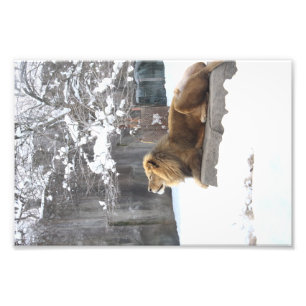 Impression Photo Roi dans la neige par E.A. Schneider