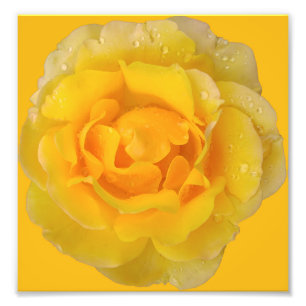 Impression Photo Romantique Rose Jaune gouttes d'eau