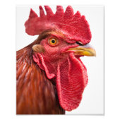 Impression Photo Rooster Face (Devant)