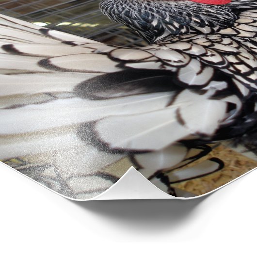 Impression Photo Rooster noir et blanc avec queue montrée en cage (Coin)