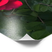 Impression Photo Rosarium de Red Roses (Coin)