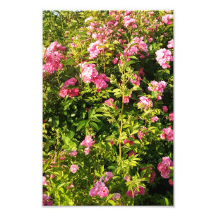 Impression Photo Rosarium en fleurs