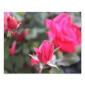 Impression Photo Rose (Devant)