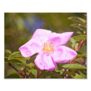 Impression Photo Rose