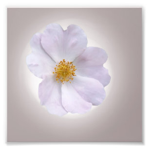 Impression Photo rose à violet