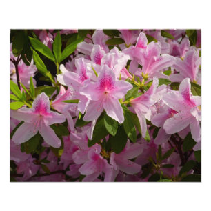 Impression Photo Rose Azalea Bush printemps floral