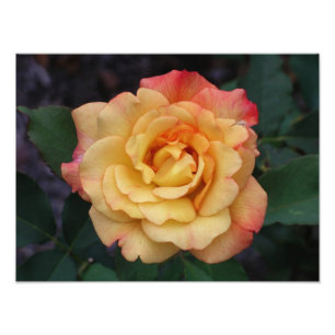 Impression Photo Rose Beautiful Pink and Yellow Floral