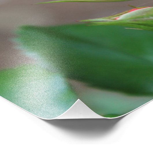 Impression photo rose Buds (Coin)