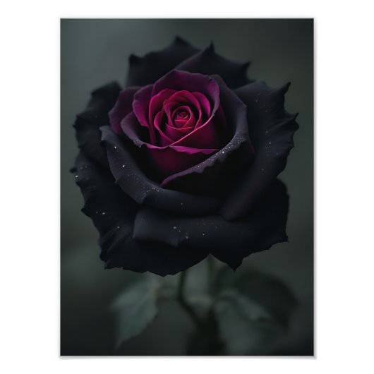 Impression Photo Rose Cœur Noir (Devant)