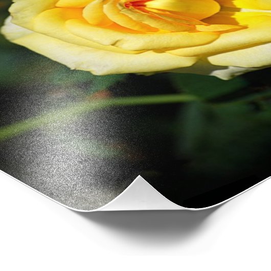 Impression Photo Rose d'Angleterre (Coin)