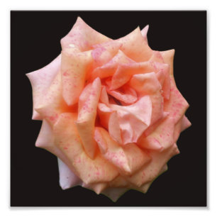 Impression Photo Rose De Pêche En Fleur 8x8