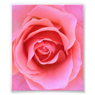 Impression Photo Rose de rose