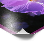 Impression Photo Rose de Sharon Print (Coin)