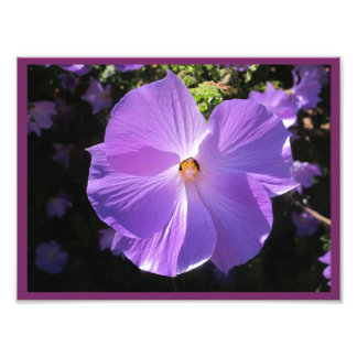 Impression Photo Rose de Sharon Print