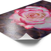 Impression Photo Rose de thé hybride rose et blanc (Coin)
