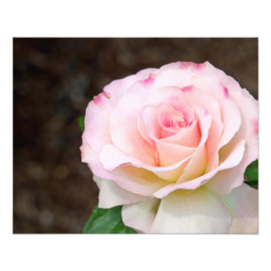 Impression Photo Rose Douce