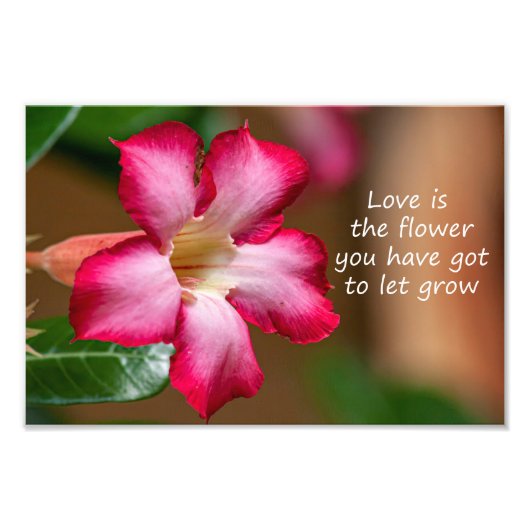 Impression Photo Rose du désert Adenium rose Obesum (Devant)