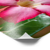 Impression Photo Rose du désert Adenium rose Obesum (Coin)