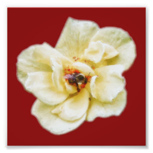 Impression Photo Rose et abeille