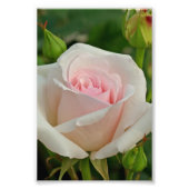 Impression Photo Rose hybride Ophélie rose (Devant)