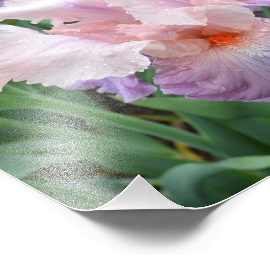 Impression photo rose Iris 10"x8" (Coin)