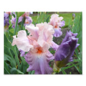 Impression photo rose Iris 10"x8" (Devant)